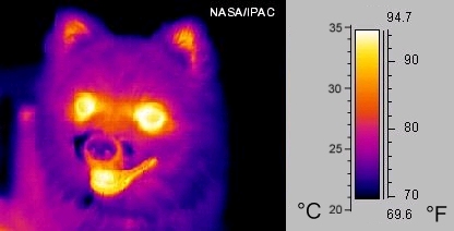 Archivo:Infrared dog.jpg